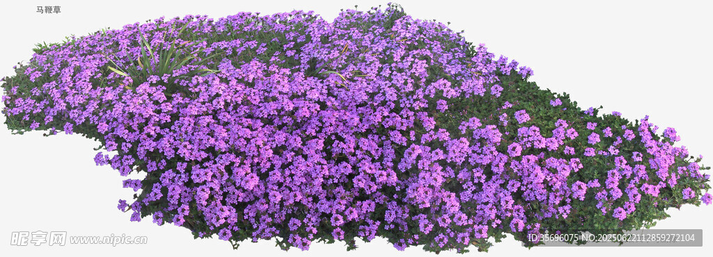 紫色花卉簇拥景观