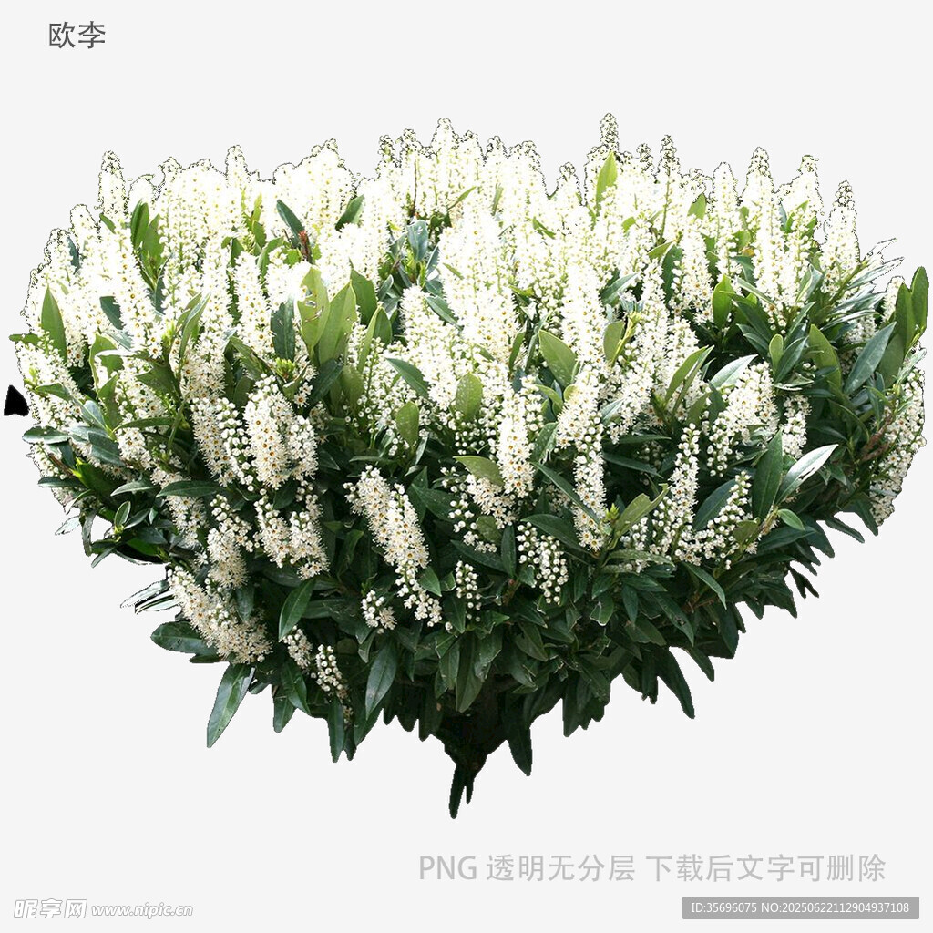 植物