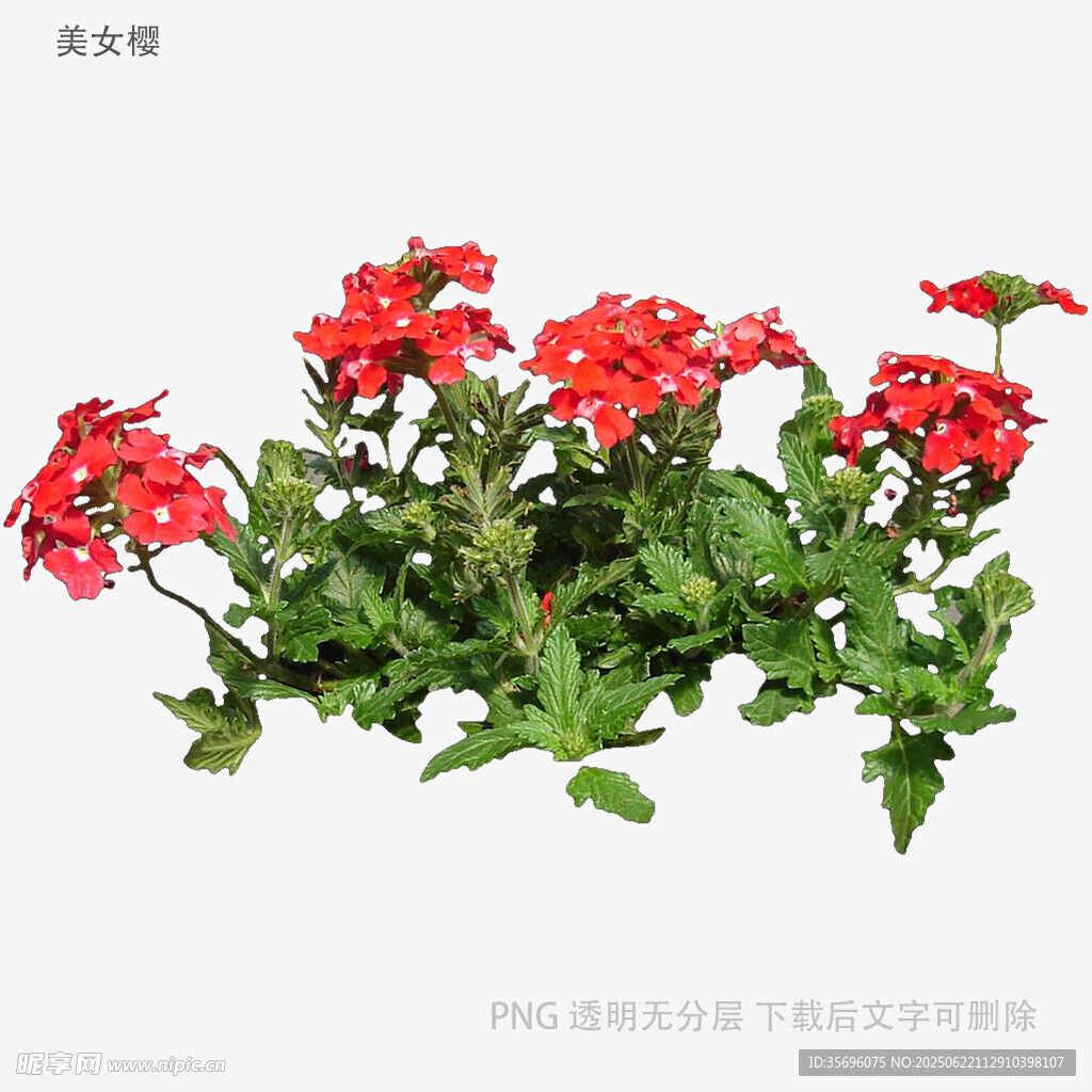 鲜艳红色长寿花植物图