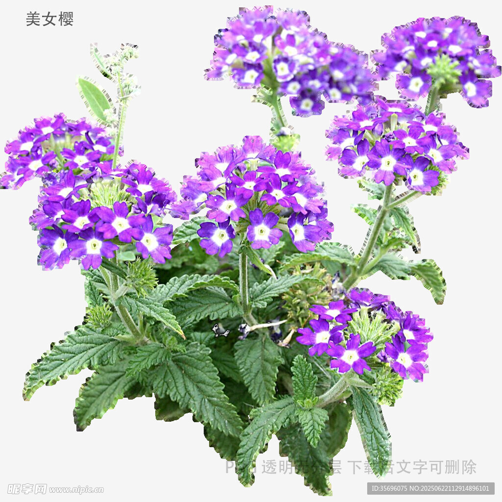 紫色美丽花卉绽放