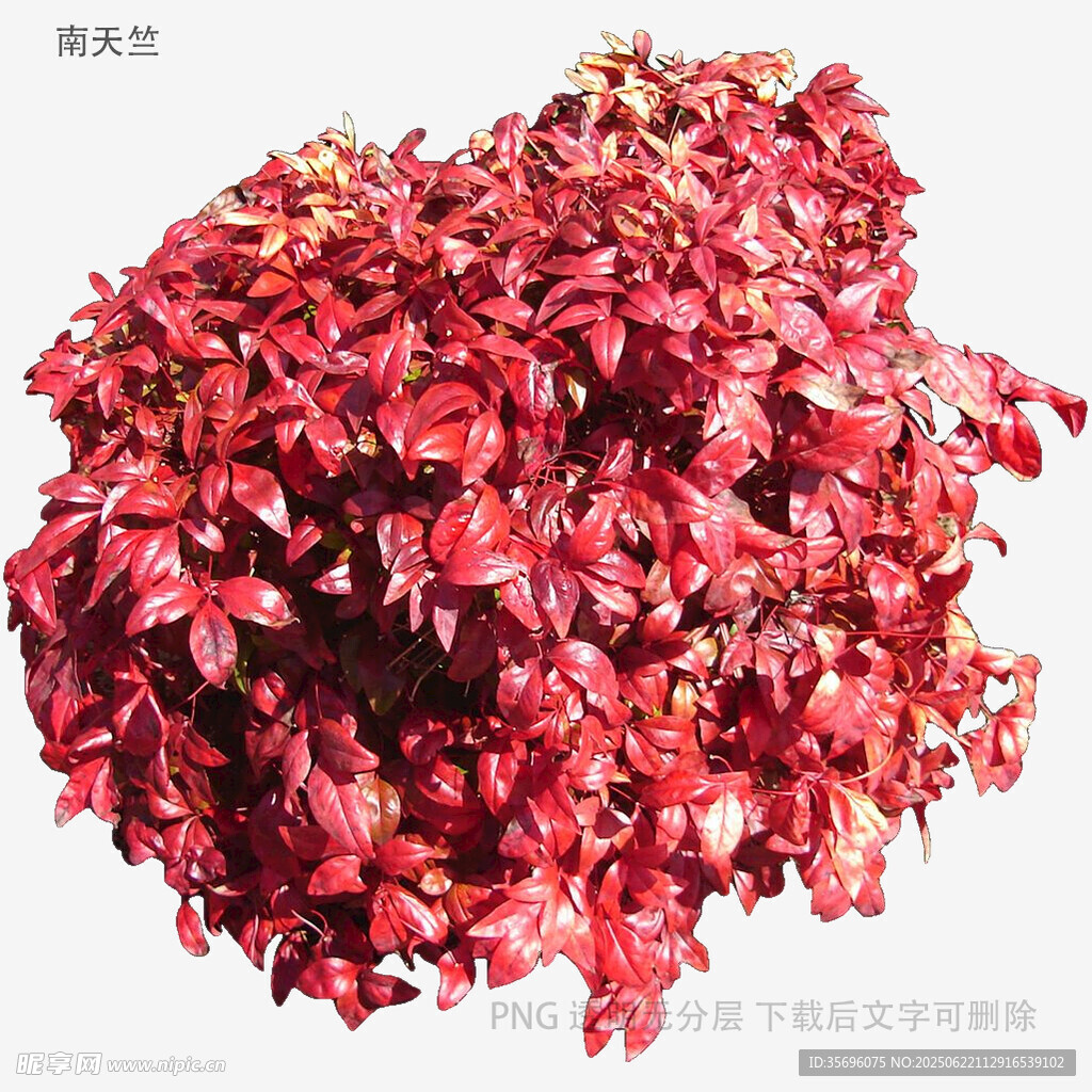 红色鲜艳植物叶片特写