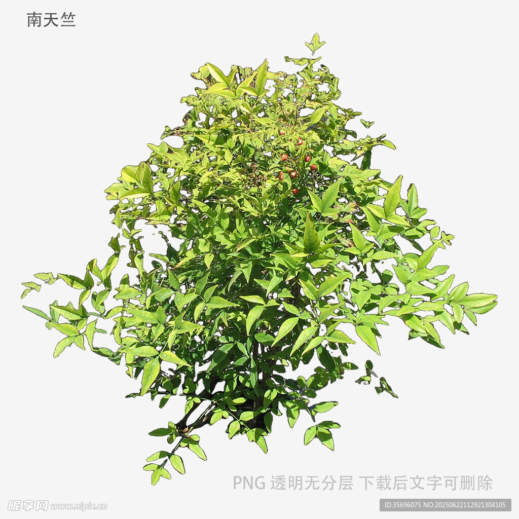 翠绿灌木植物特写