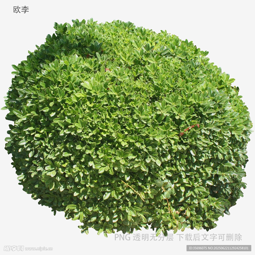 圆形绿植灌木