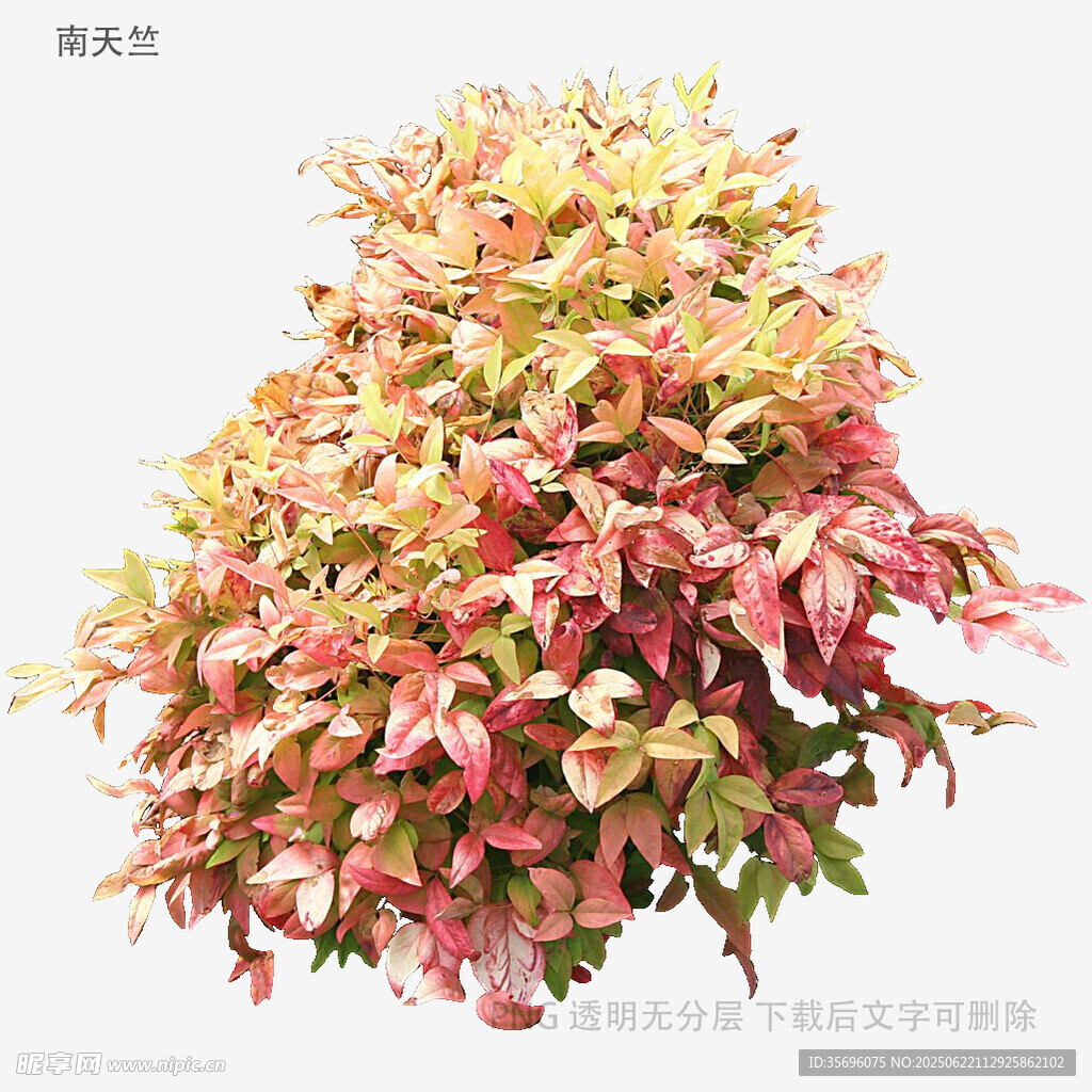 多彩斑斓的观赏植物