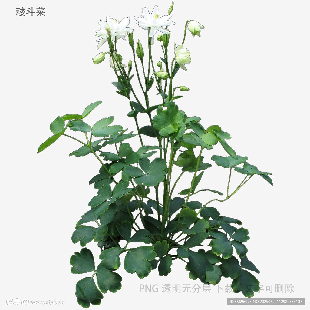 白花绿叶植物特写