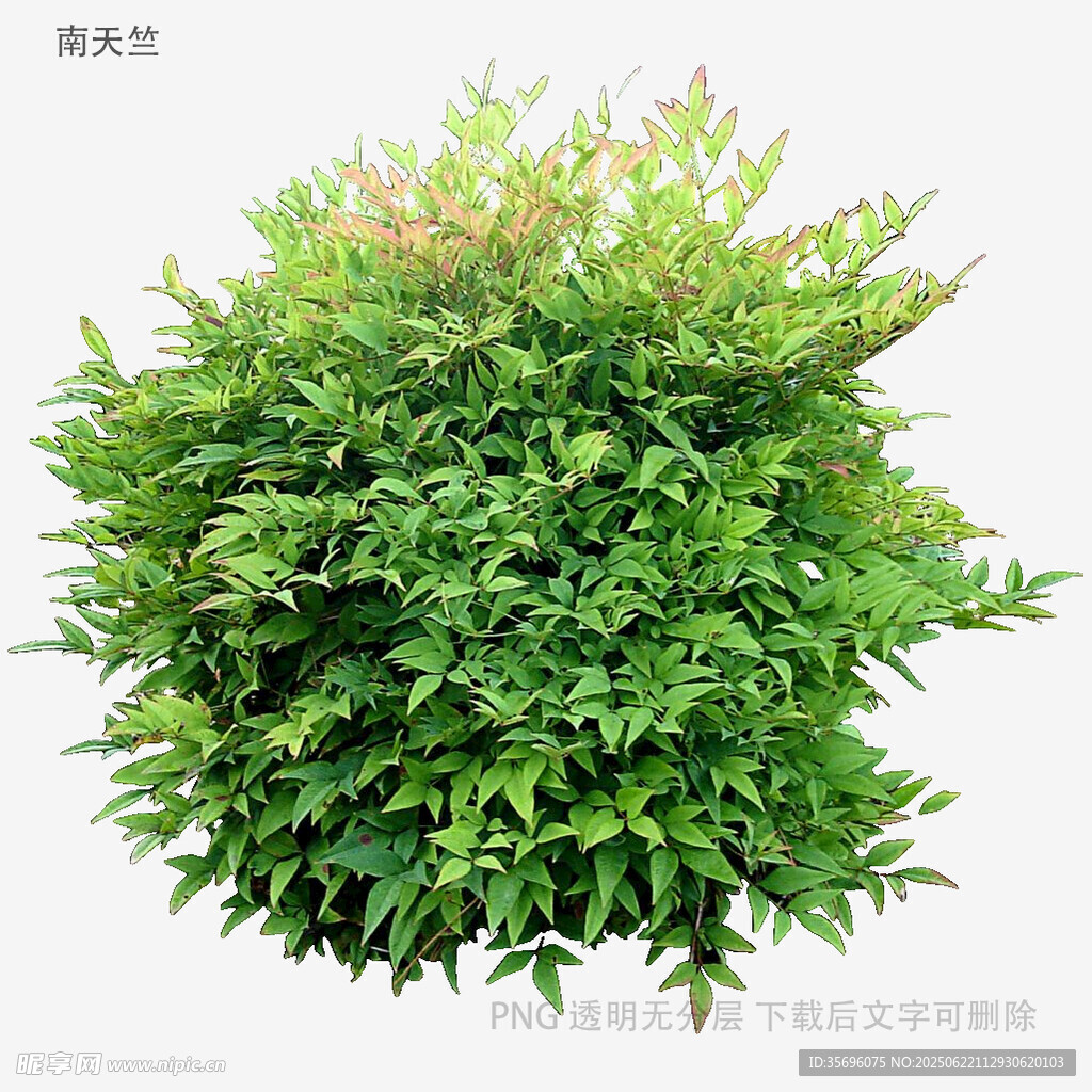 球形绿植灌木特写