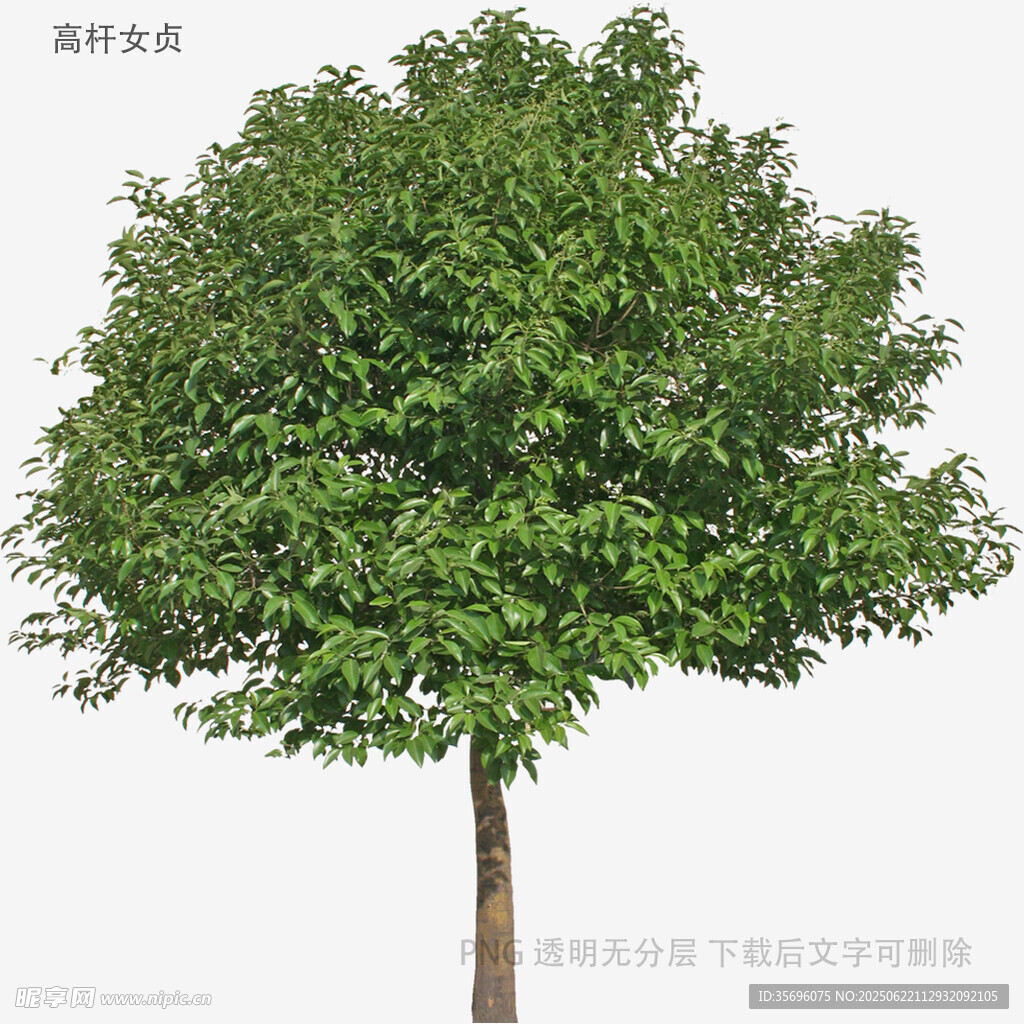 单棵茂盛绿树3D模型