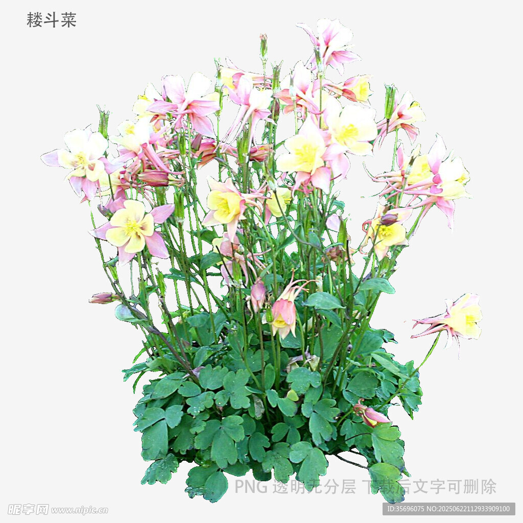 多彩耧斗菜绽放