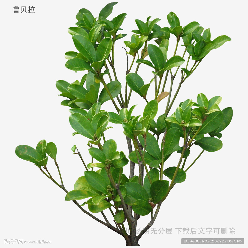 翠绿繁茂的绿植盆栽