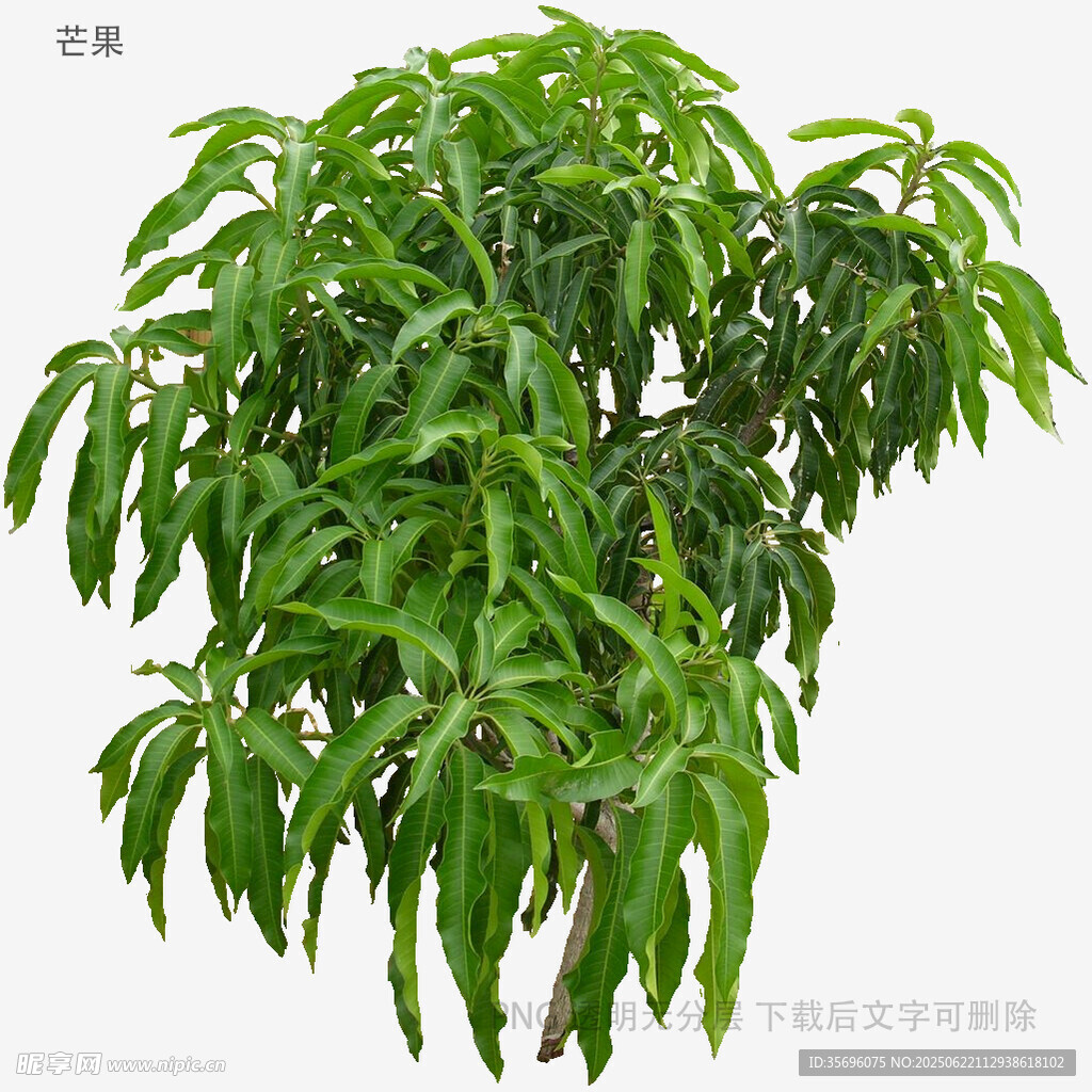 翠绿茂盛的绿植盆栽