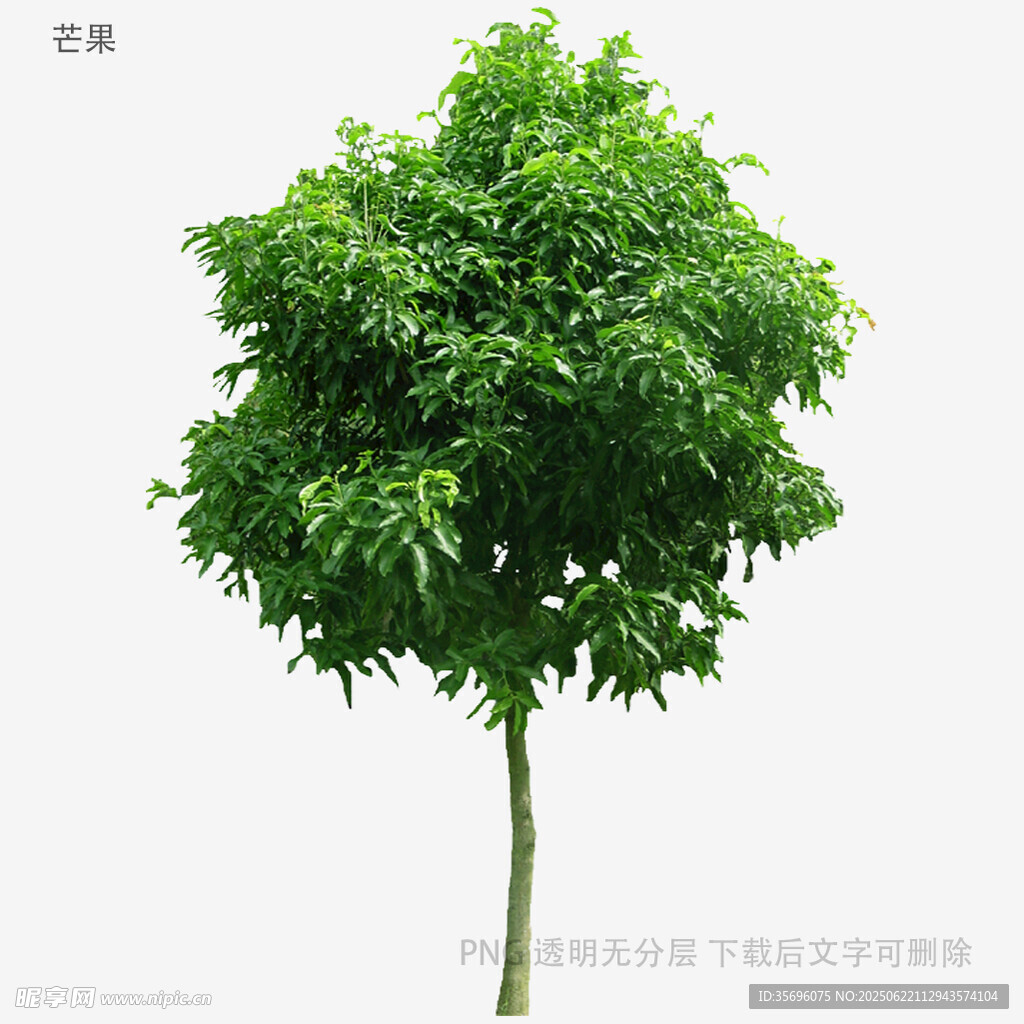 植物