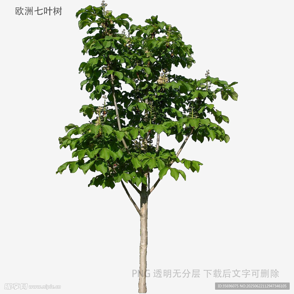 单棵绿树3D模型展示