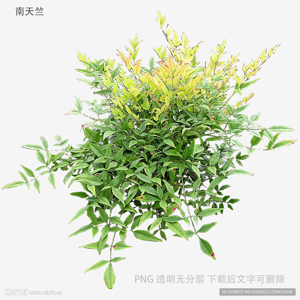 翠绿繁茂的清新植物