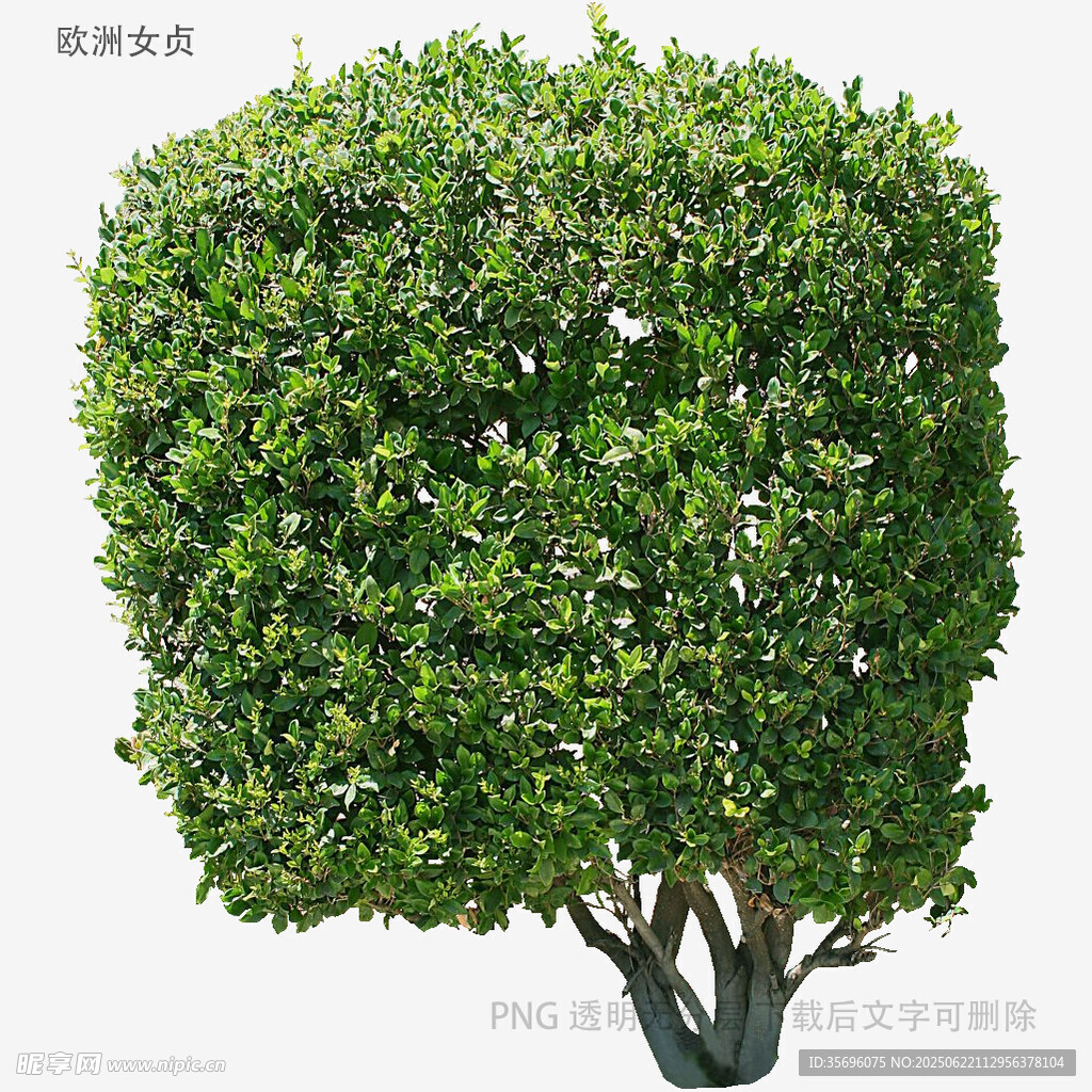 方形绿植盆栽