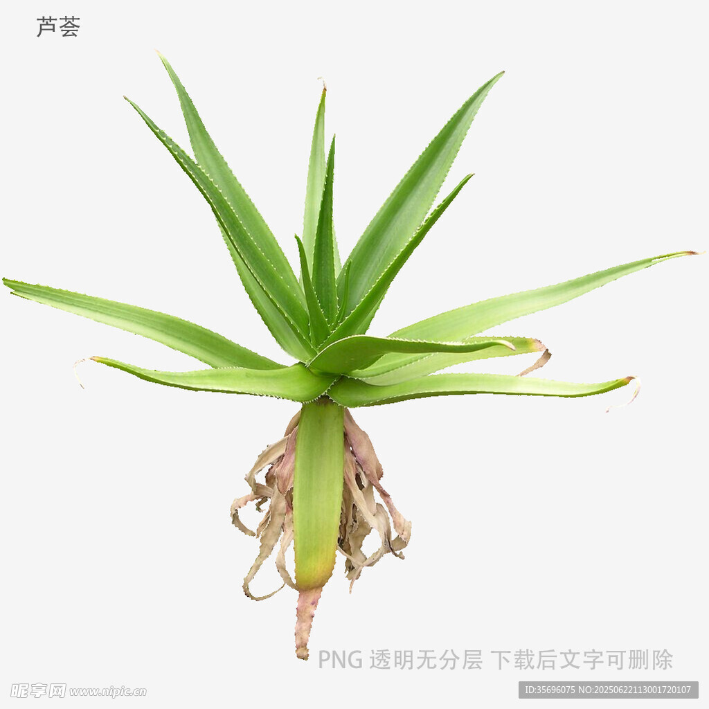 翠绿芦荟植株带根系特写