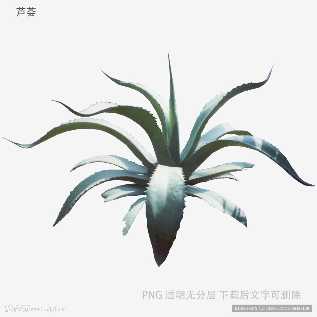 植物