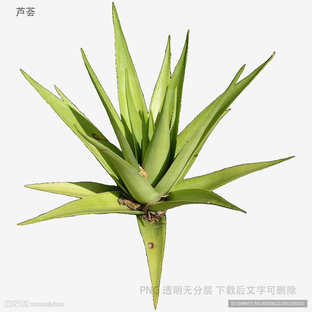 翠绿芦荟植株