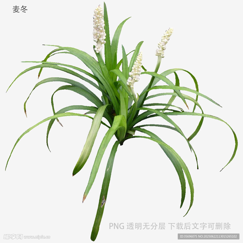 翠绿吊兰植物清新特写