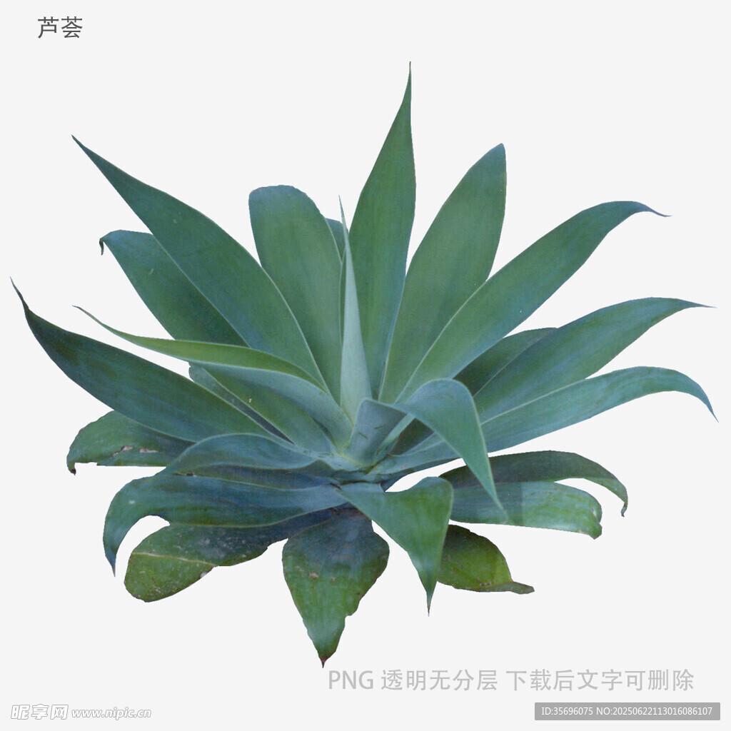 龙舌兰植物特写