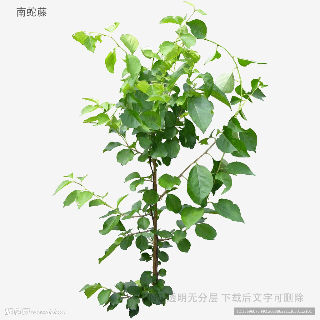 植物