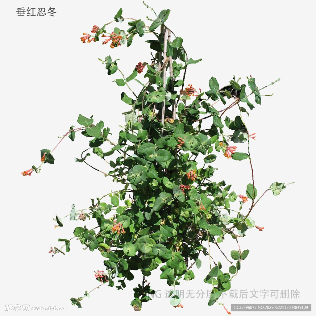 植物