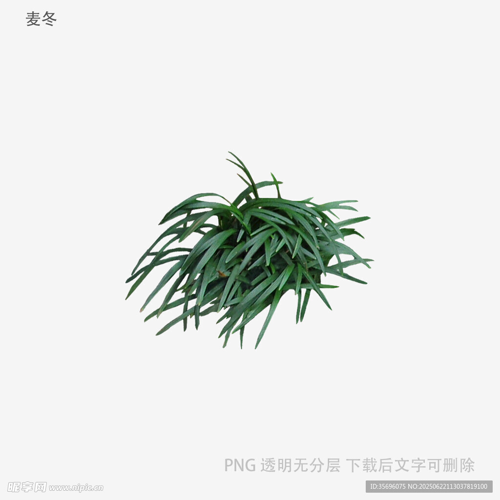 翠绿丛生植物3D模型