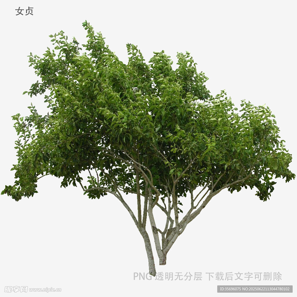 单棵绿树3D模型展示