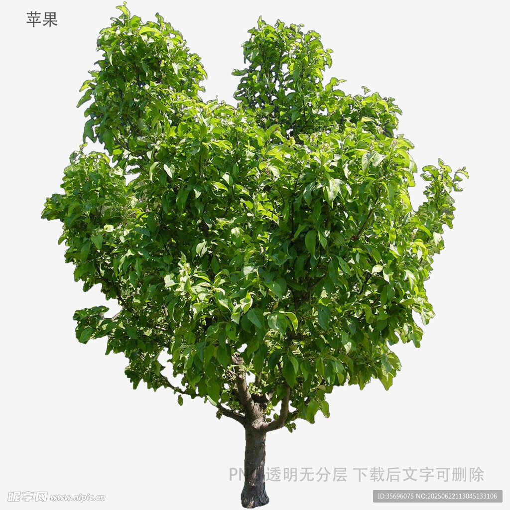 单棵绿叶繁茂的树木