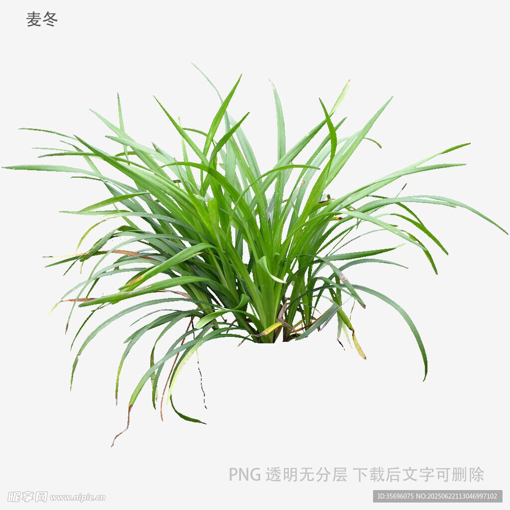 植物
