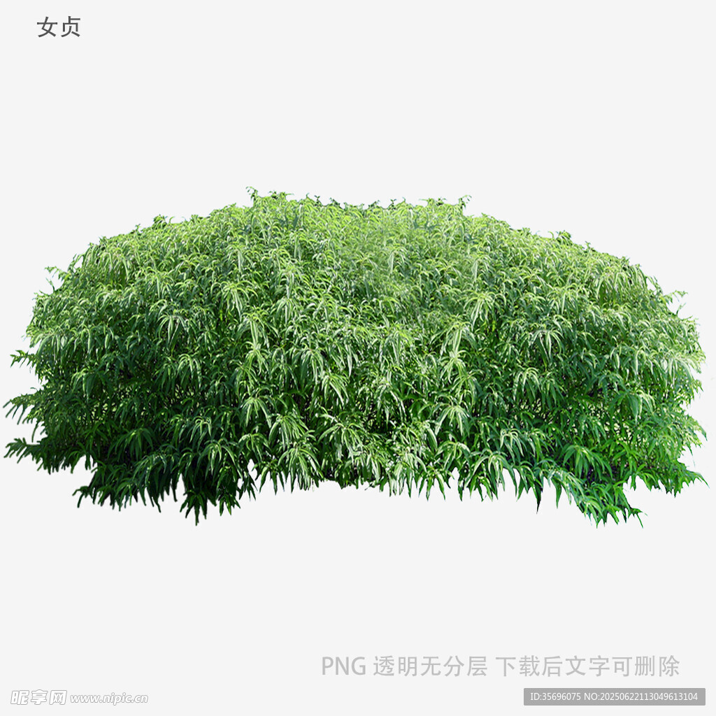 绿色茂盛灌木丛