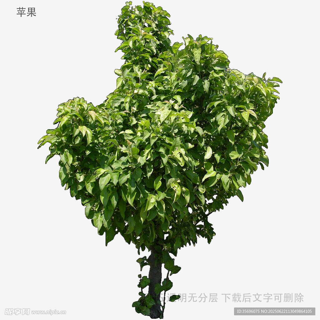 绿叶繁茂的单棵树木