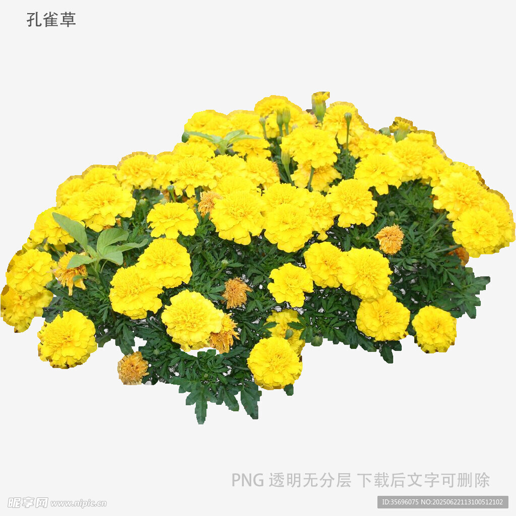 黄色菊花绽放
