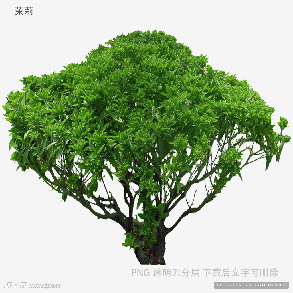 茂盛绿植盆栽