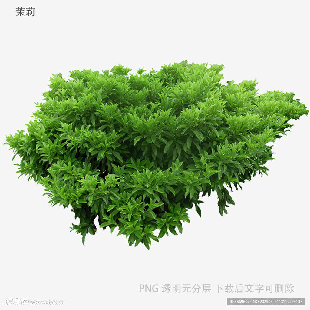 翠绿丛生植物