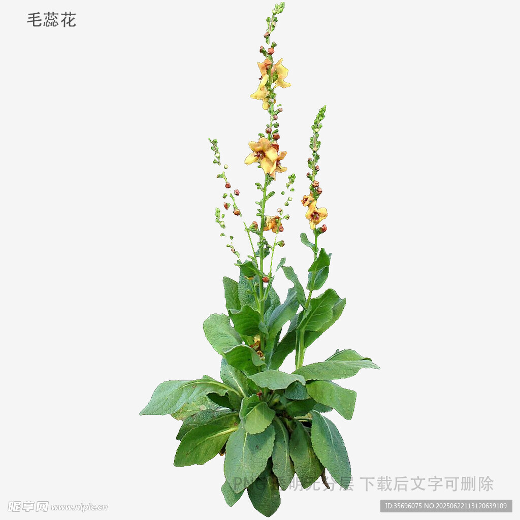 毛蕊花特写
