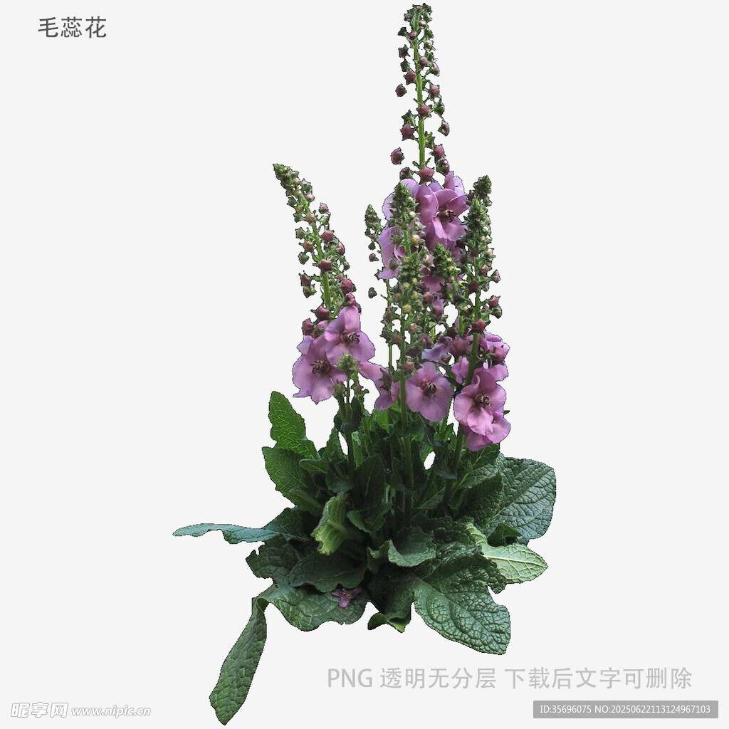 紫色毛蕊花植物特写