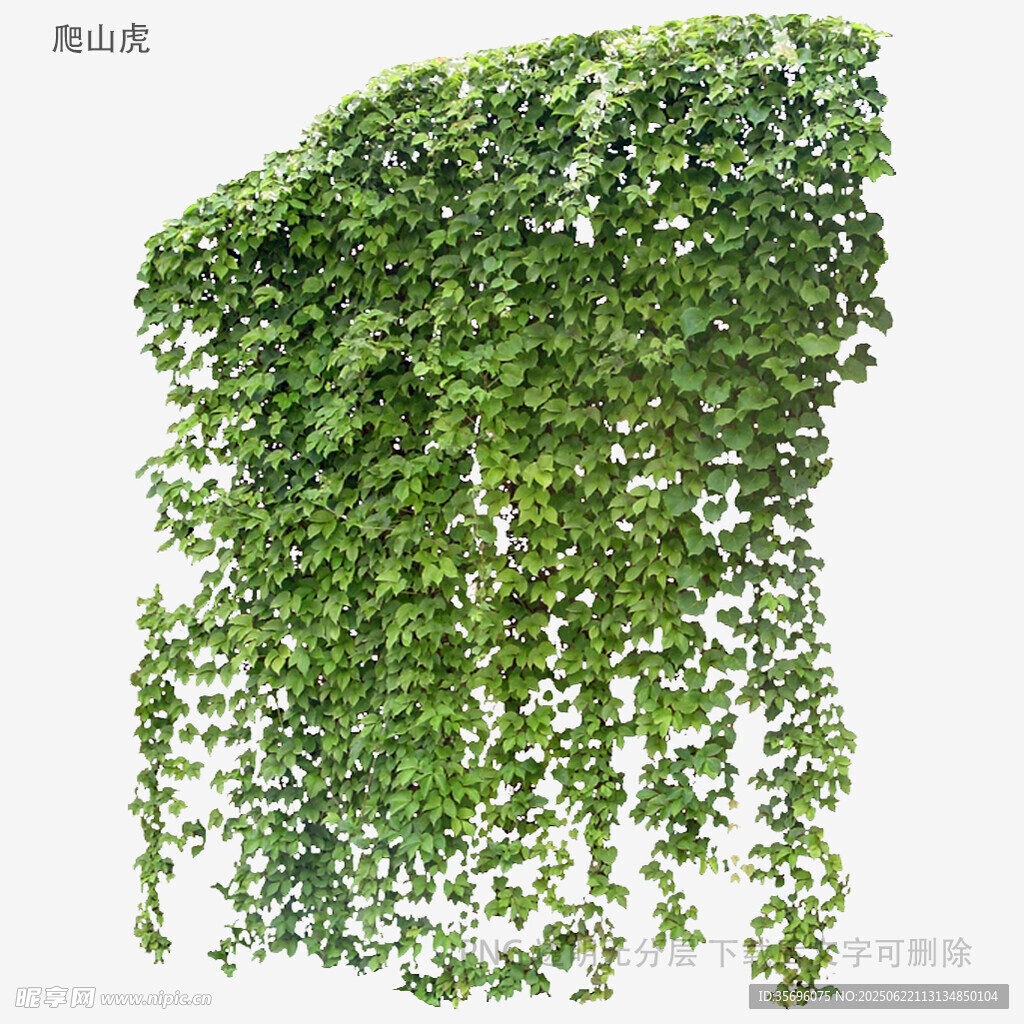 植物