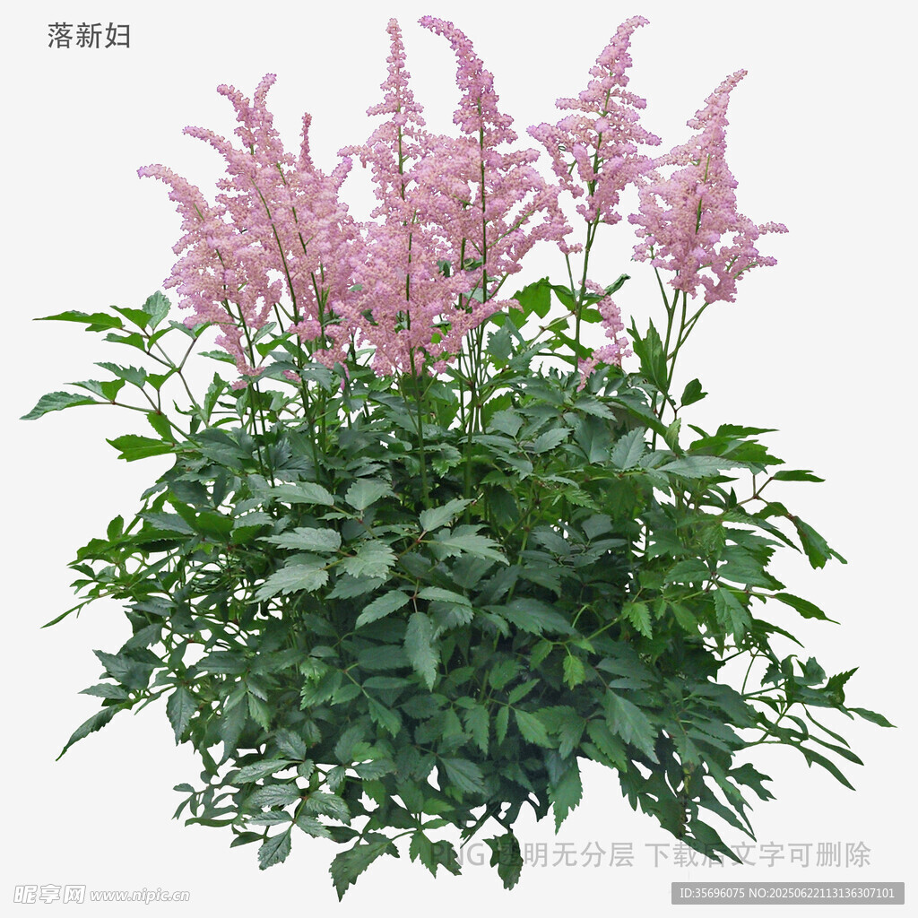粉色落新妇植物特写