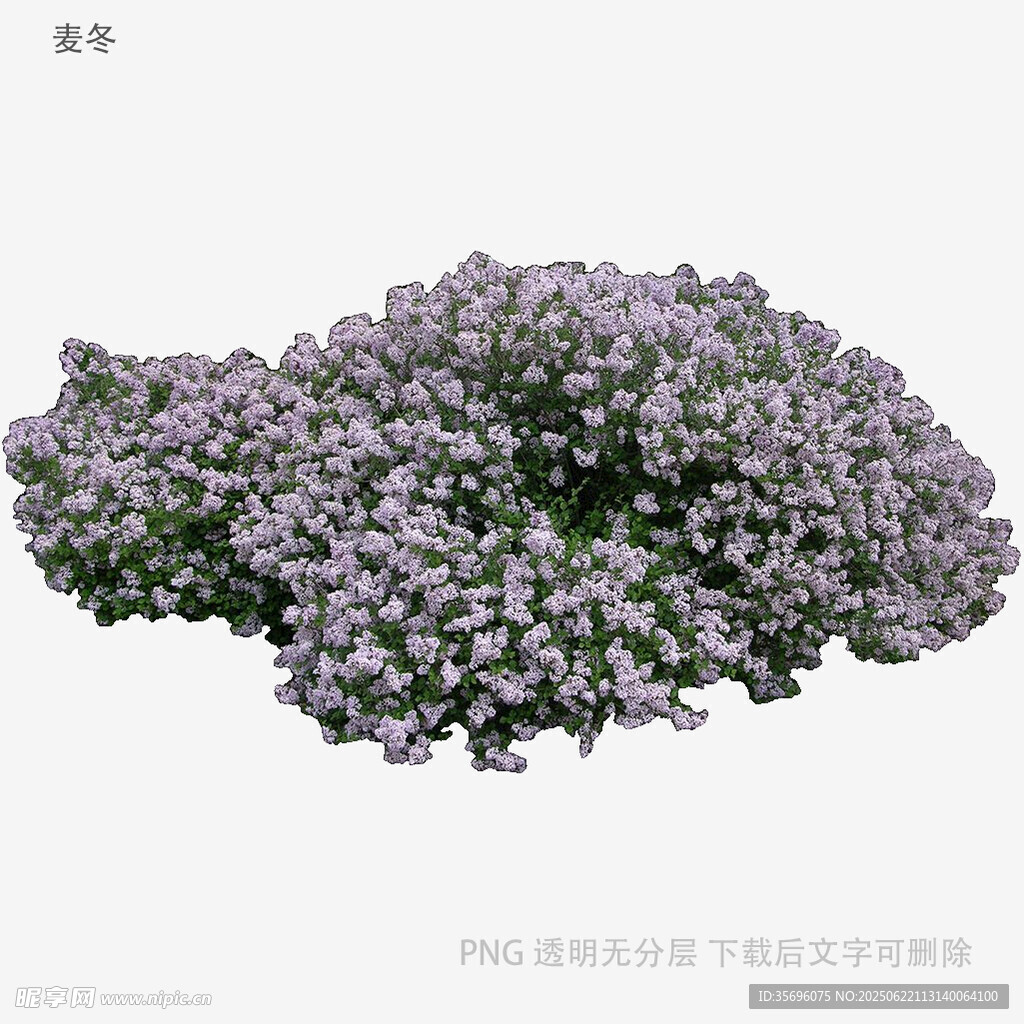 紫色花卉植物景观