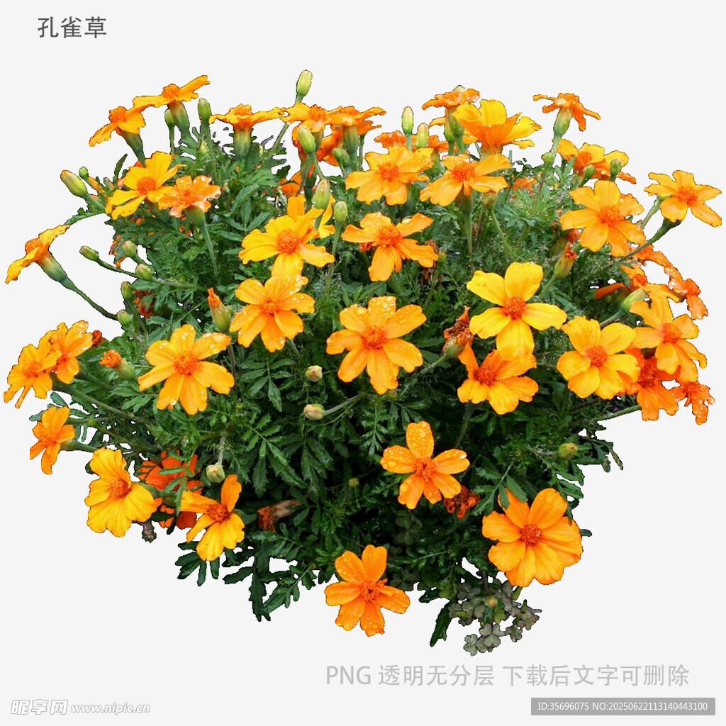 橙色小花盆栽