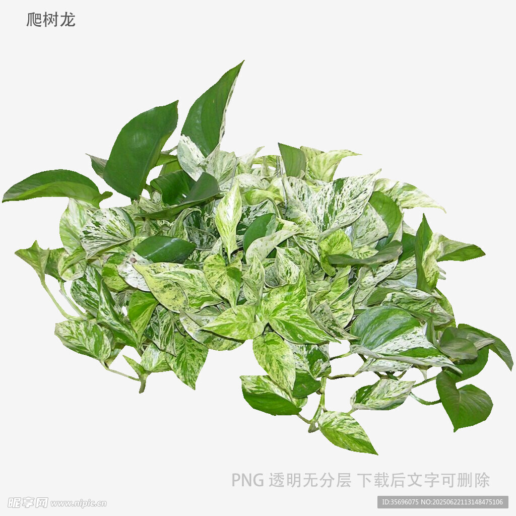 银边吊兰绿植特写
