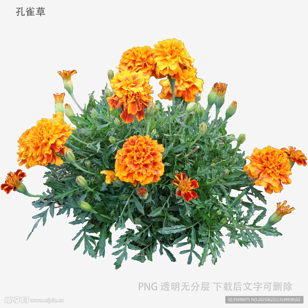 鲜艳万寿菊绽放