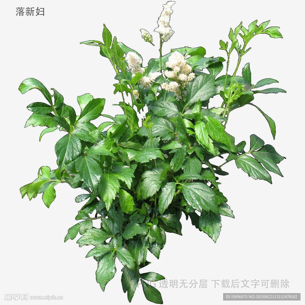 植物