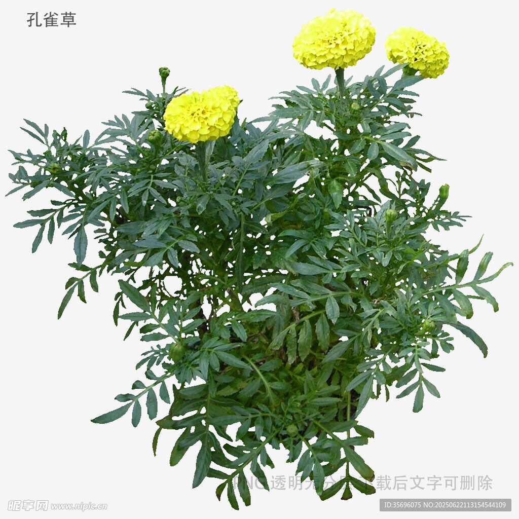 黄色万寿菊植株特写