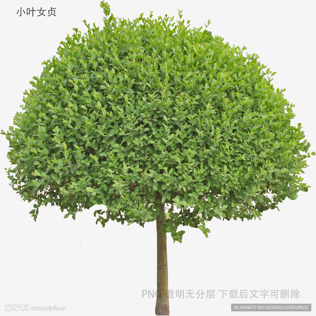 球形绿植树木特写