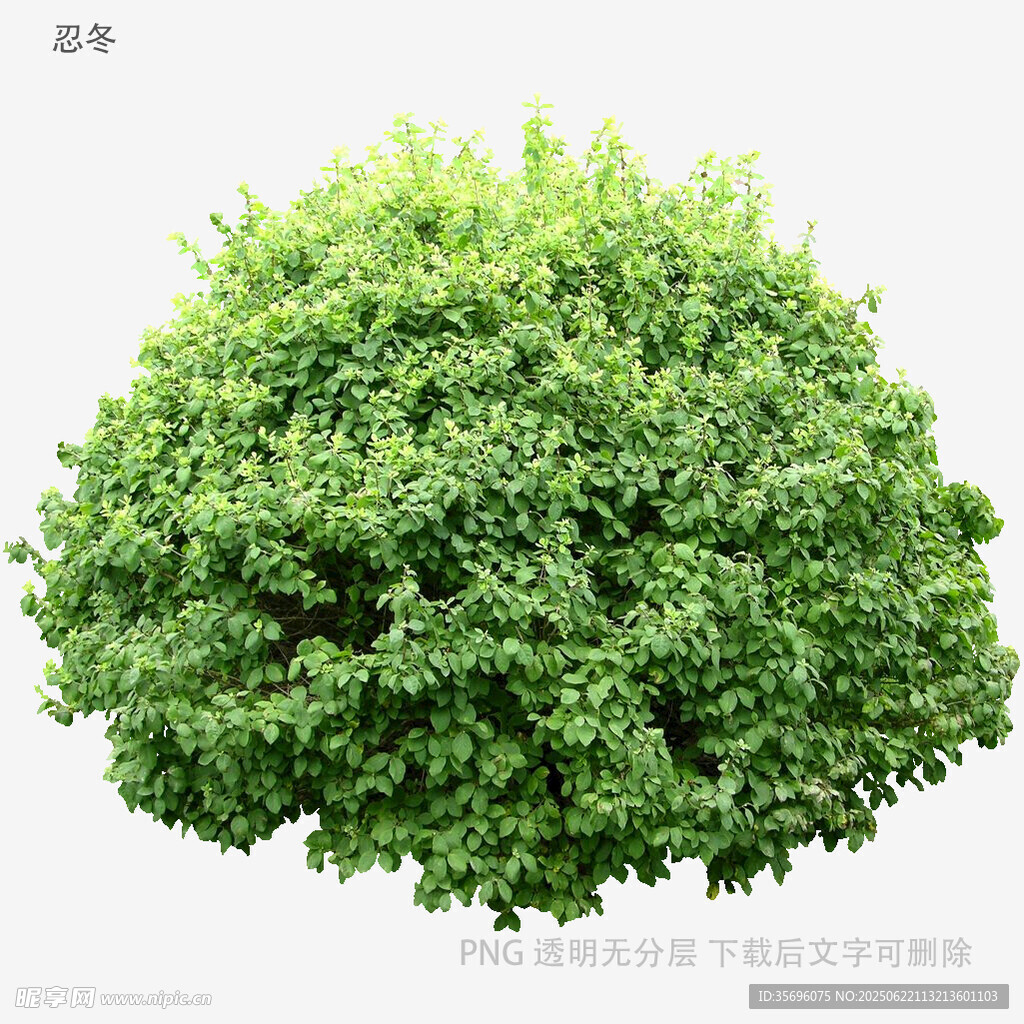 球形绿植