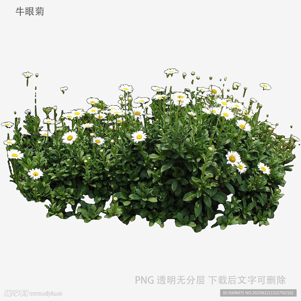 白色雏菊绿植盆栽
