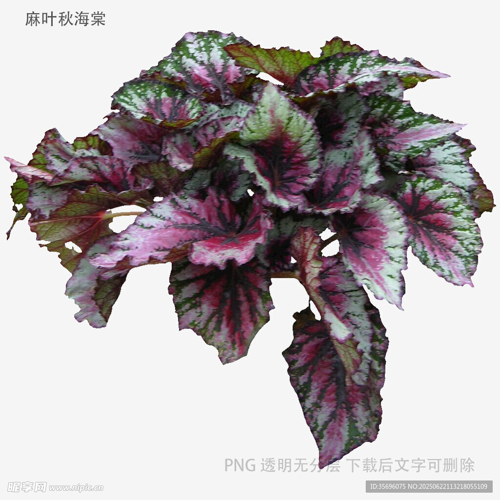 斑斓彩叶秋海棠