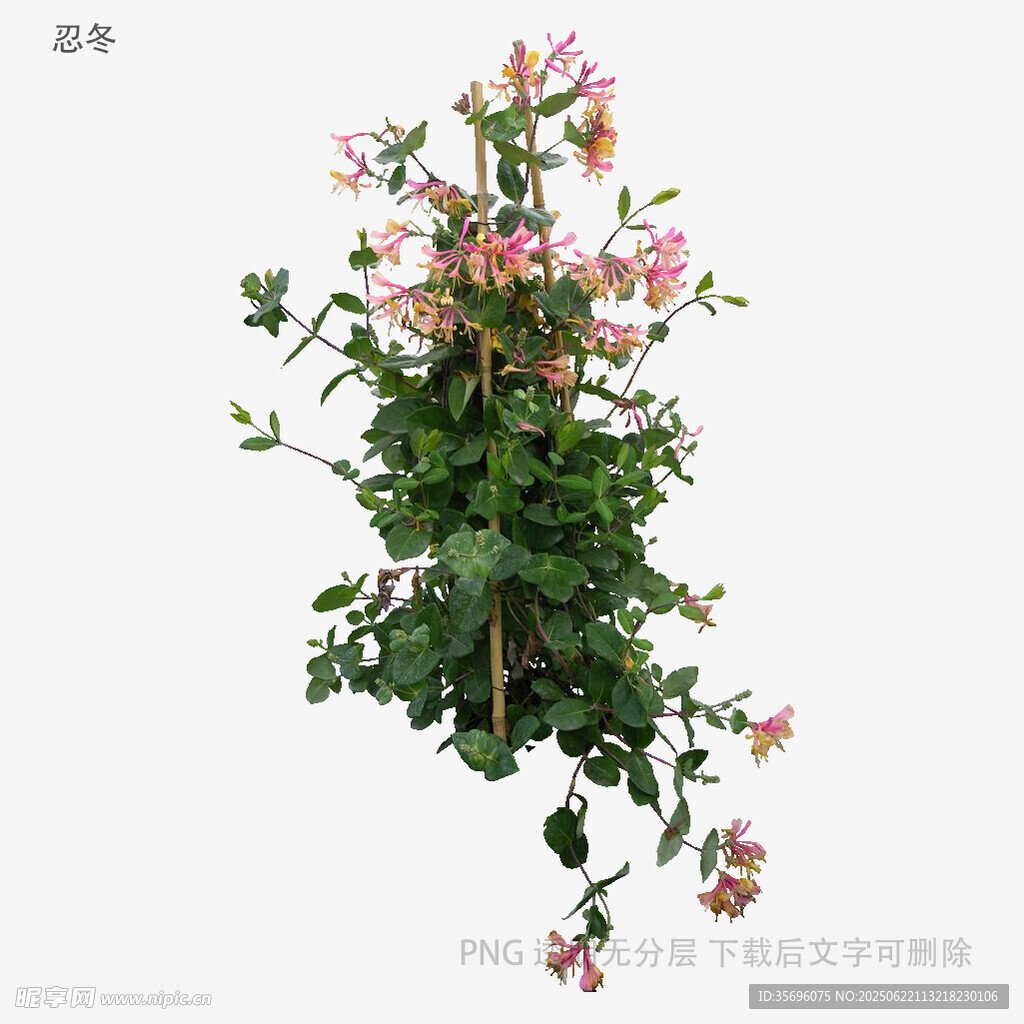 垂吊粉色花卉绿植盆栽