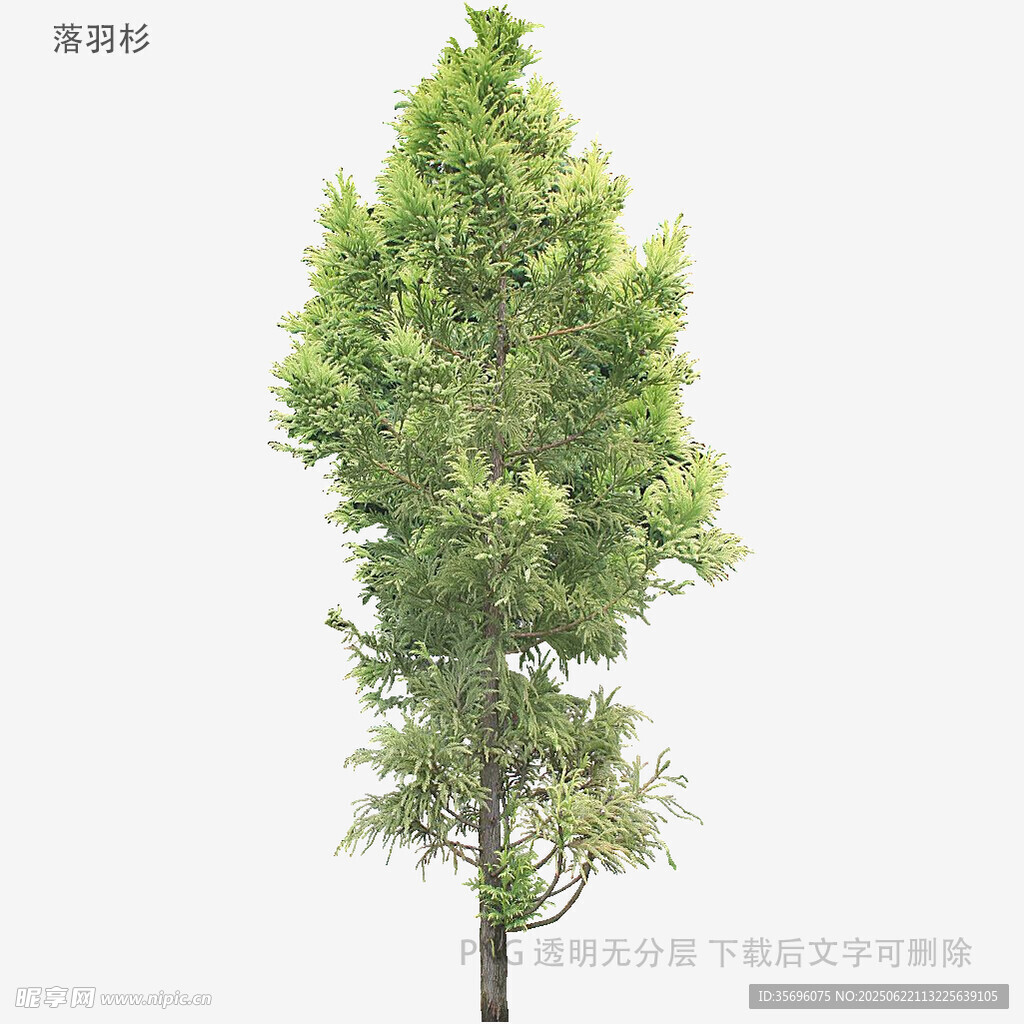单棵绿树高清素材图